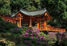 Vẻ đẹp của đền Nezu - “viên ngọc quý